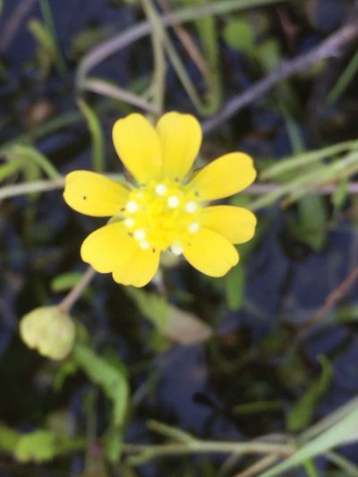Blennosperma bakeri, photographed by Julie Wittmann