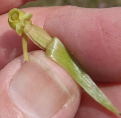 Satyrium parviflorum, photographed by Nicola van Berkel