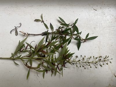 Lysimachia terrestris, photographed by Doug Suitor