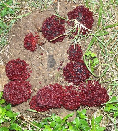 Sarcophyte sanguinea, photographed by Nicola van Berkel