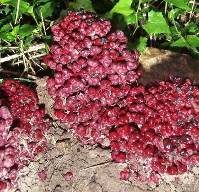 Sarcophyte sanguinea, photographed by Nicola van Berkel