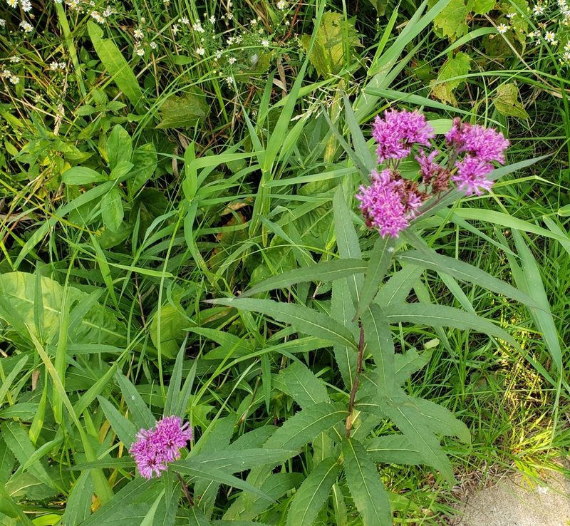 Vernonia fasciculata, photographed by Eug 302