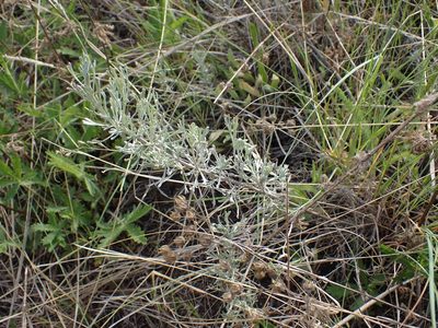Artemisia tripartita, photographed by Ellyne Geurts