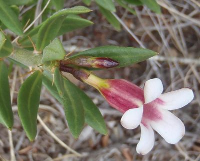 Pachypodium bispinosum, photographed by Nicola van Berkel