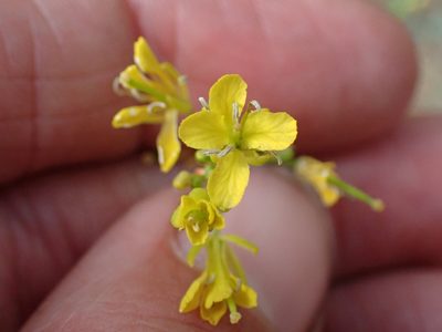 Sisymbrium linifolium, photographed by Ellyne Geurts