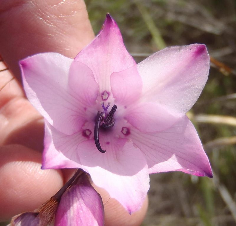 Dierama pendulum, photographed by Nicola van Berkel