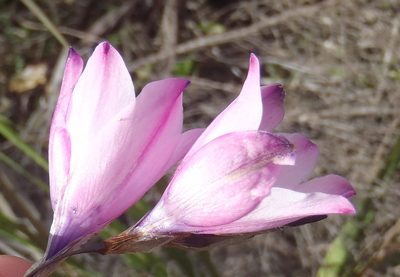 Dierama pendulum, photographed by Nicola van Berkel