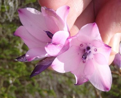 Dierama pendulum, photographed by Nicola van Berkel