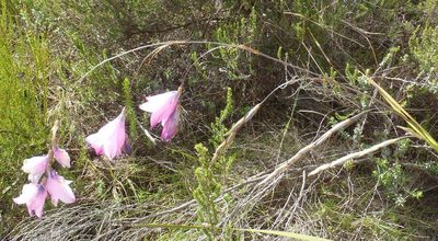 Dierama pendulum, photographed by Nicola van Berkel