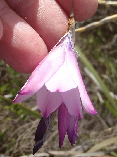 Dierama pendulum, photographed by Nicola van Berkel