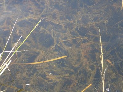 Potamogeton robbinsii, photographed by Allan Harris