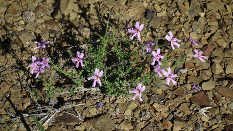 Jamesbrittenia foliolosa, photographed by Shaun Swanepoel