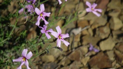 Jamesbrittenia foliolosa, photographed by Shaun Swanepoel