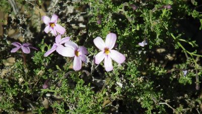 Jamesbrittenia foliolosa, photographed by Shaun Swanepoel