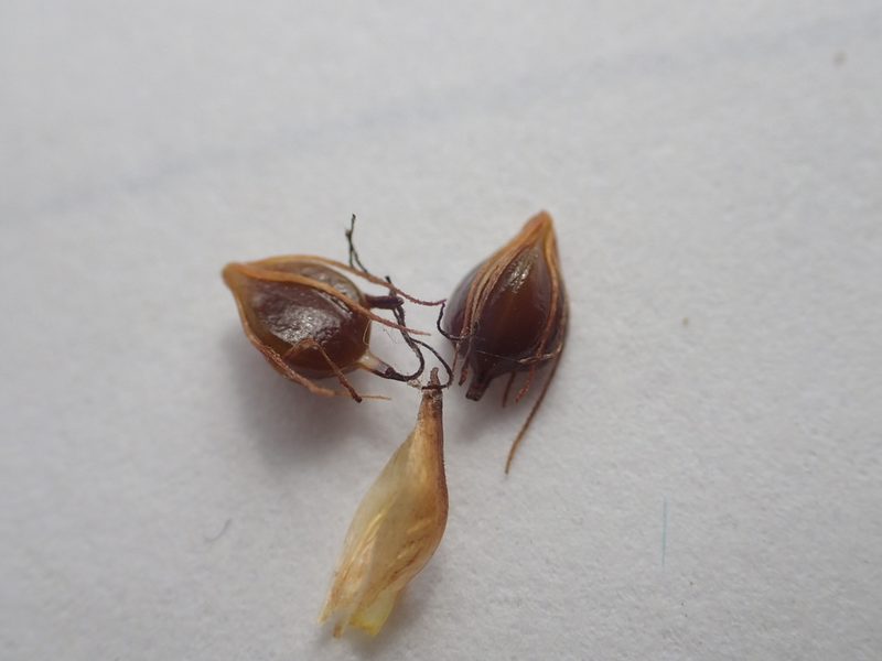 Schoenoplectus torreyi, photographed by Allan Harris