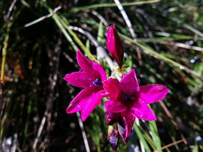 Babiana angustifolia, photographed by Helium Luo