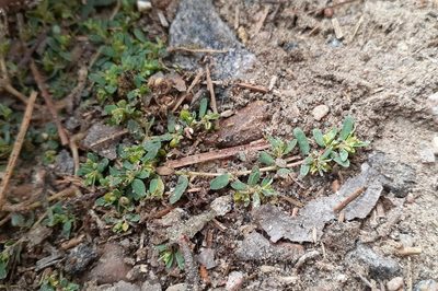 Euphorbia glyptosperma, photographed by Quinten Wiegersma