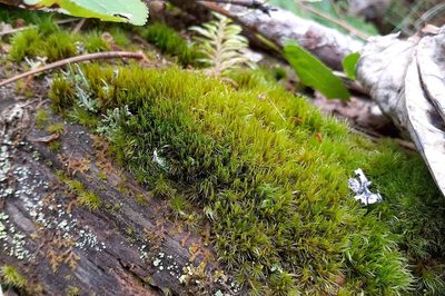 Orthodicranum flagellare, photographed by Quinten Wiegersma
