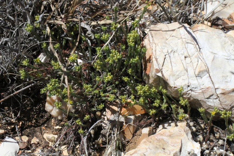 Paronychia monticola, photographed by Reid Hardin