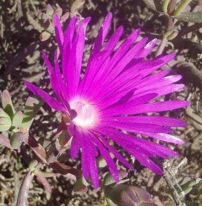 Lampranthus coralliflorus, photographed by Nicola van Berkel