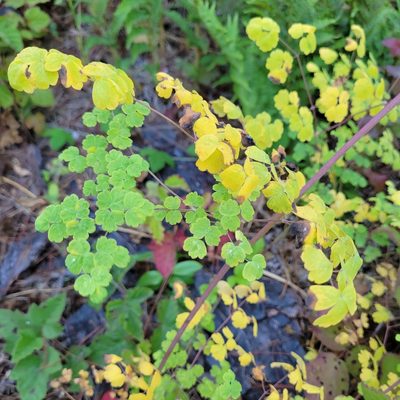 Thalictrum fendleri, photographed by Dan Horowitz