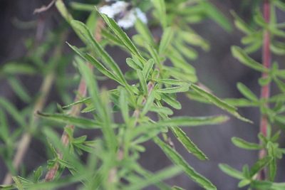 Stevia serrata, photographed by José Belem Hernández Díaz