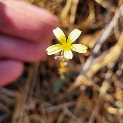 Lactuca saligna, photographed by Dan Horowitz