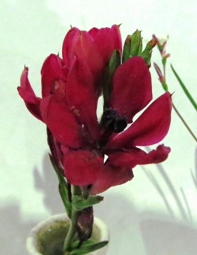 Babiana villosa, photographed by Tony Rebelo