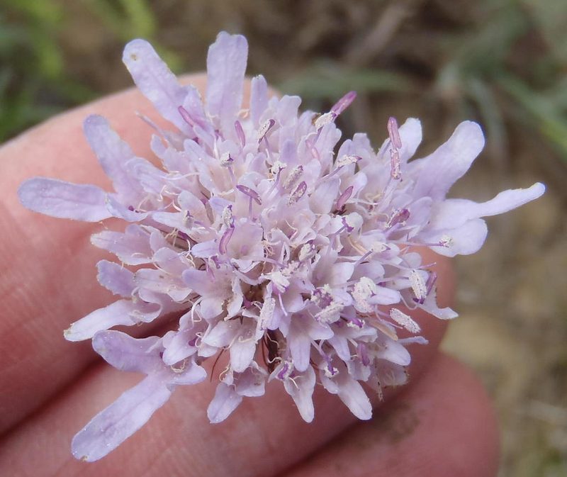 Scabiosa tysonii, photographed by Nicola van Berkel