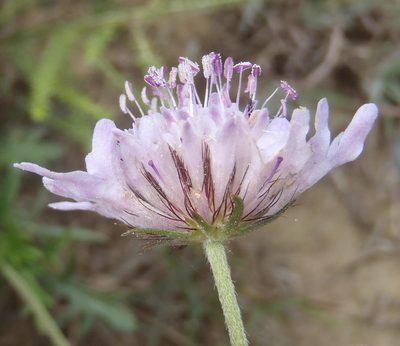 Scabiosa tysonii, photographed by Nicola van Berkel