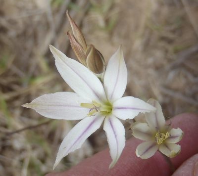 Gladiolus stellatus, photographed by Nicola van Berkel