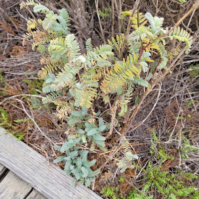 Astragalus nuttallii, photographed by Dan Horowitz