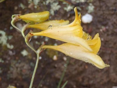 Freesia corymbosa, photographed by Nicola van Berkel