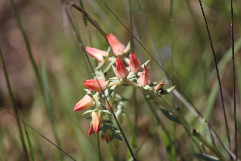 Echeveria bifida, photographed by José Belem Hernández Díaz