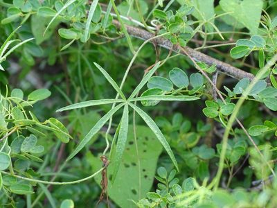 Ipomoea sororia, photographed by Alexis López Hernández