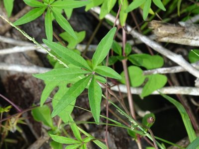 Ipomoea heptaphylla, photographed by Alexis López Hernández