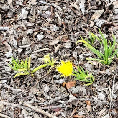 Conicosia pugioniformis, photographed by Dan Horowitz