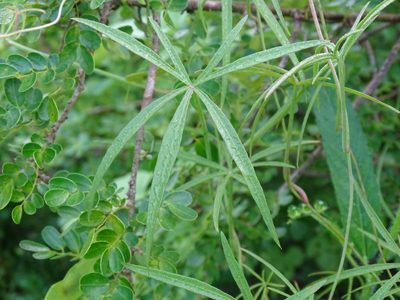 Ipomoea sororia, photographed by Alexis López Hernández