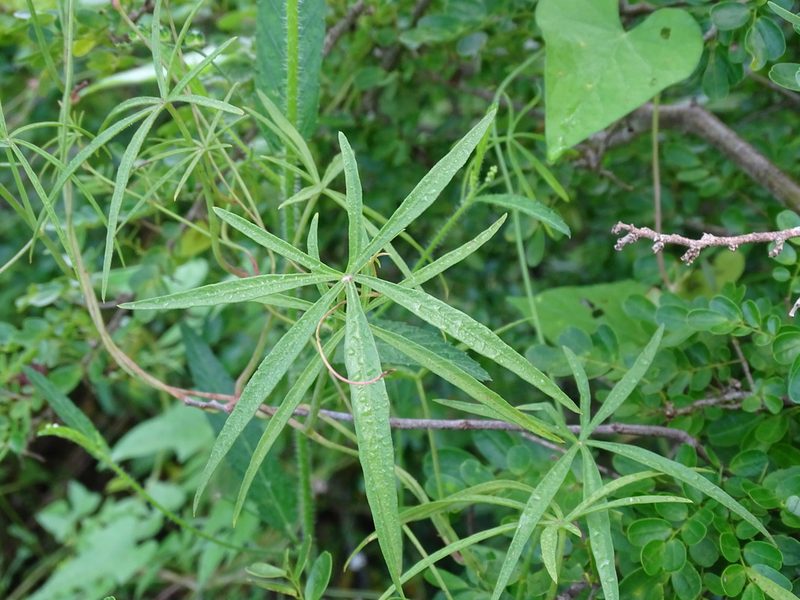 Ipomoea sororia, photographed by Alexis López Hernández