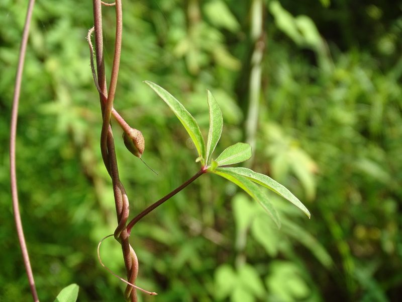 Ipomoea heptaphylla, photographed by Alexis López Hernández