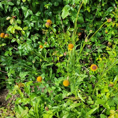 Helenium puberulum, photographed by Dan Horowitz