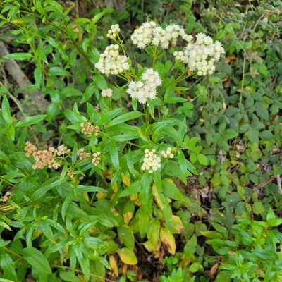 Baccharis glutinosa, photographed by Dan Horowitz