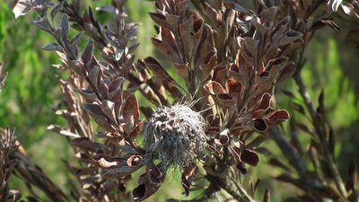 Paranomus reflexus, photographed by Shaun Swanepoel