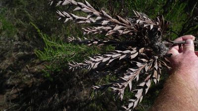 Paranomus reflexus, photographed by Shaun Swanepoel
