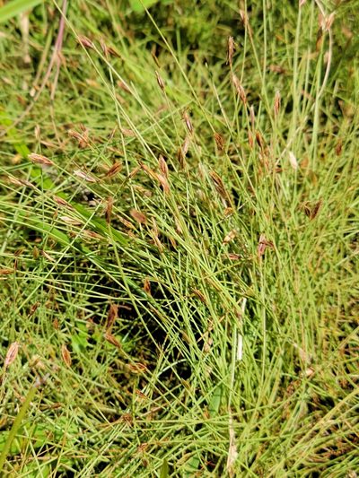Eleocharis baldwinii, photographed by Jay Horn