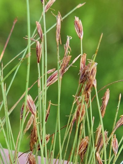 Eleocharis baldwinii, photographed by Jay Horn