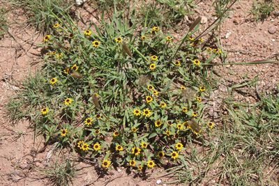 Sanvitalia procumbens, photographed by José Belem Hernández Díaz