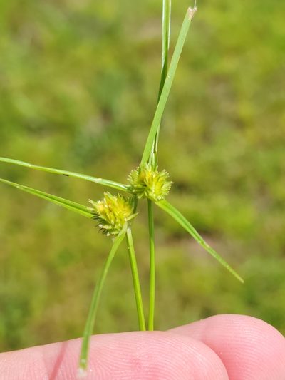 Cyperus metzii, photographed by Jay Horn