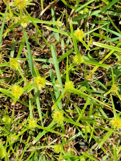 Cyperus metzii, photographed by Jay Horn