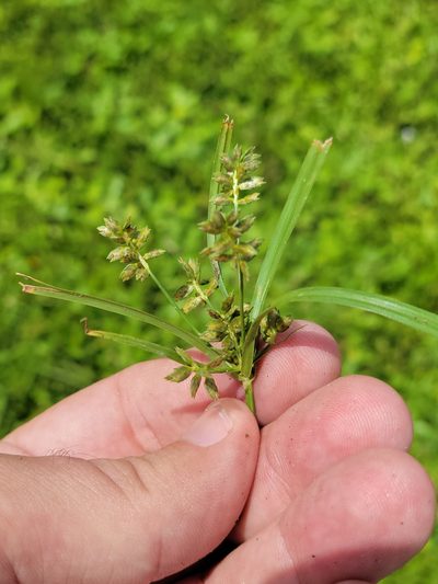 Cyperus hyalinus, photographed by Jay Horn